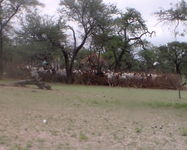A small manmade enclosure full of goats