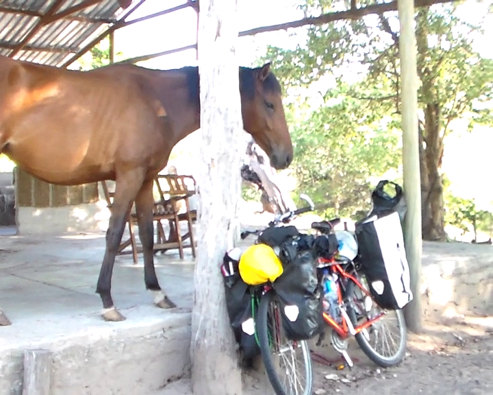 Horse vs. Bicycle