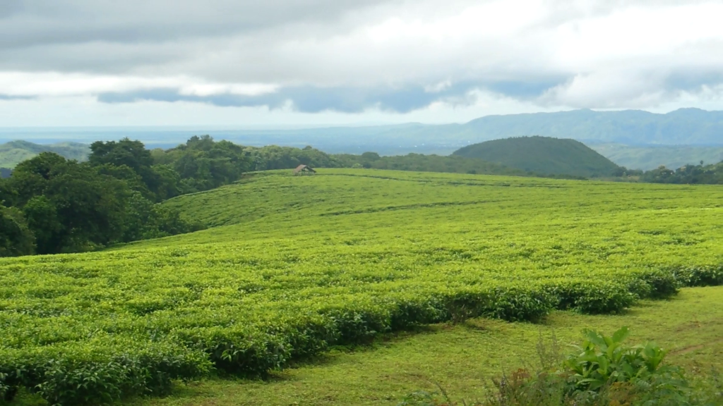 Cycling through tea plantations